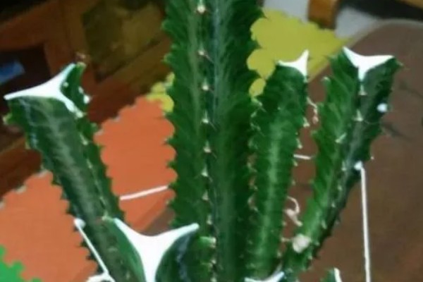 龙骨花如何养殖,注意不能浇水过多