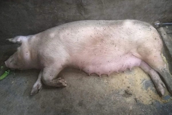母猪胎死腹中怎么办,注射催产针可排出死胎