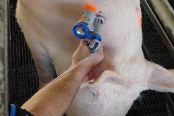 母猪胎死腹中怎么办,注射催产针可排出死胎
