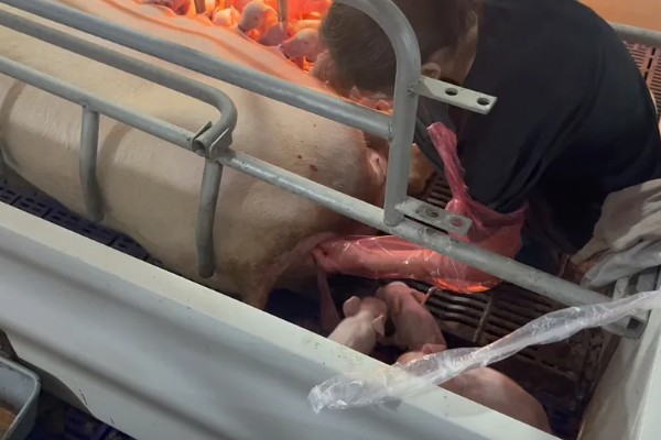 母猪胎死腹中怎么办,注射催产针可排出死胎
