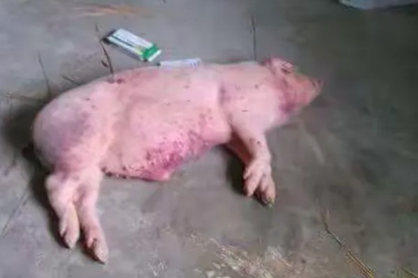 母猪胎死腹中怎么办,注射催产针可排出死胎