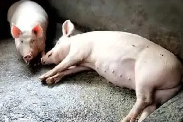 母猪胎死腹中怎么办,注射催产针可排出死胎