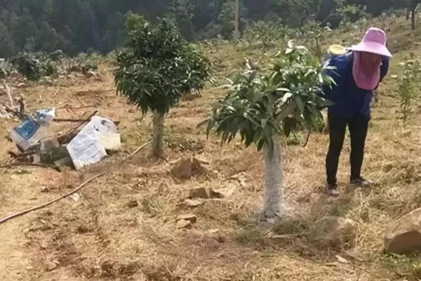 芒果怎么施肥，现蕾前要追施壮花肥