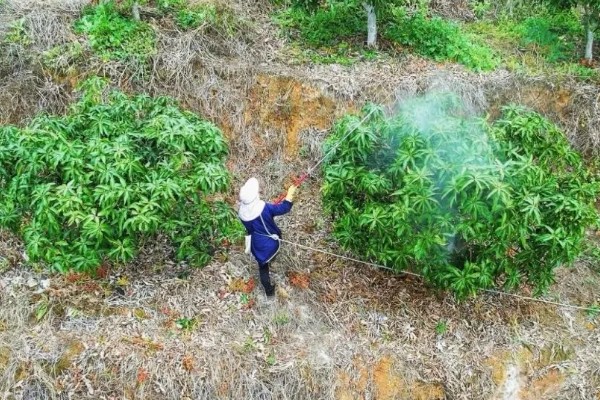 芒果怎么施肥，现蕾前要追施壮花肥