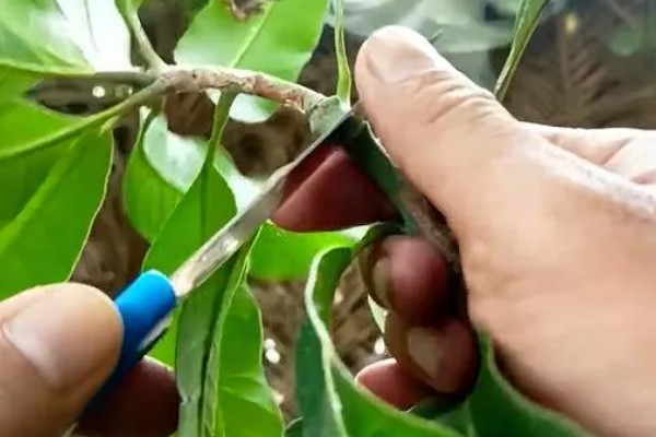 芒果怎么施肥，现蕾前要追施壮花肥