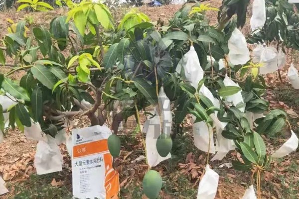 芒果怎么施肥，现蕾前要追施壮花肥