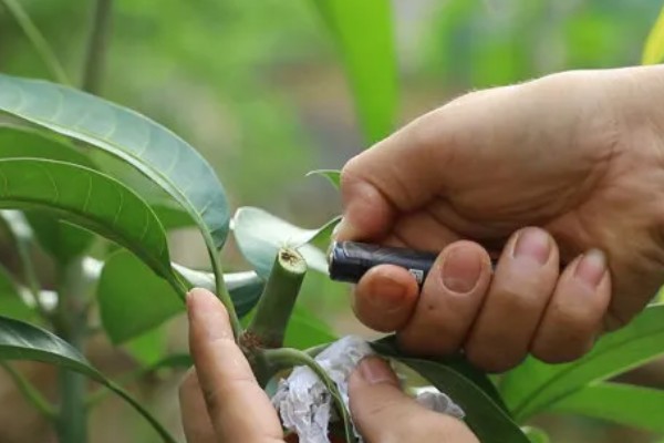 芒果怎么施肥，现蕾前要追施壮花肥