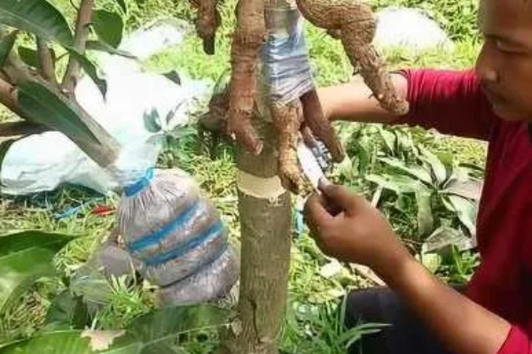 芒果怎么施肥，现蕾前要追施壮花肥
