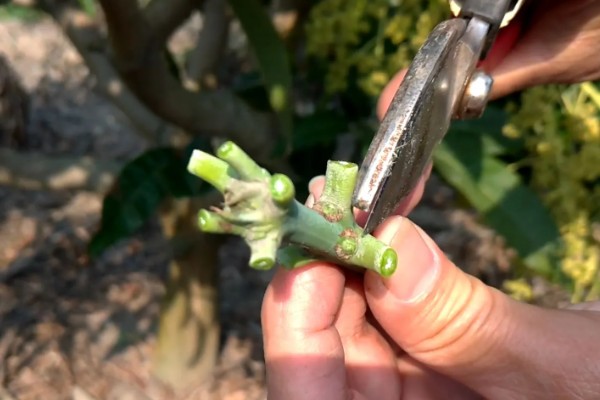 芒果怎么施肥，现蕾前要追施壮花肥