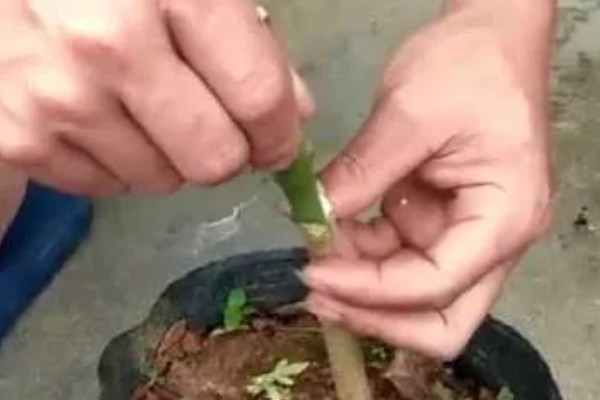 芒果怎么施肥，现蕾前要追施壮花肥