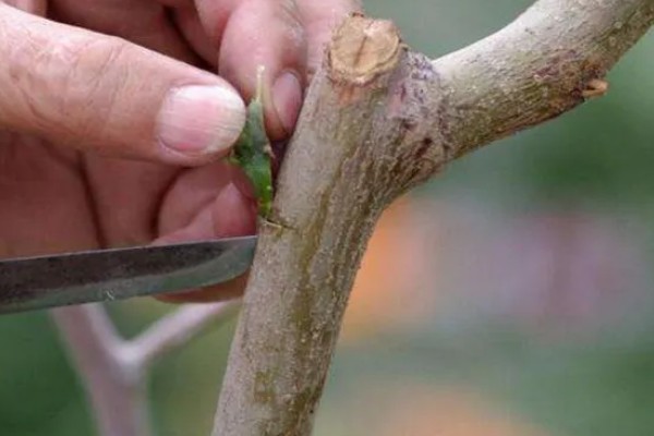 芒果怎么施肥，现蕾前要追施壮花肥