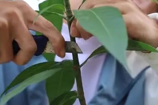 芒果怎么施肥，现蕾前要追施壮花肥