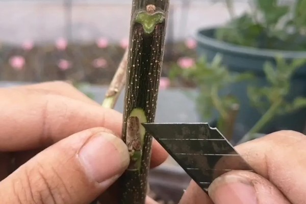 芒果怎么施肥，现蕾前要追施壮花肥