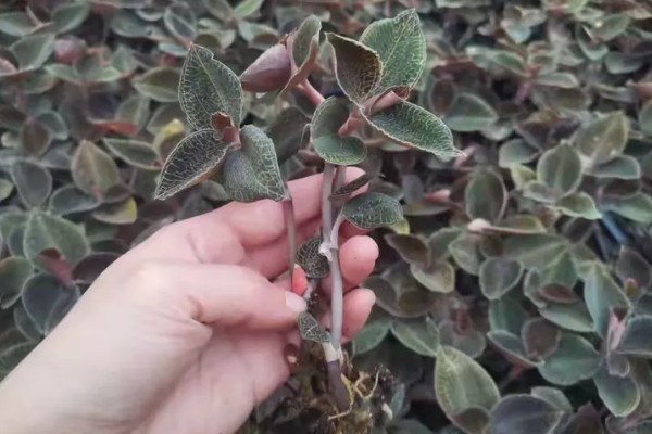 金线莲怎么养殖，浸种4-6小时再播种