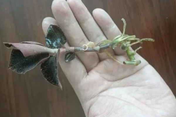 金线莲怎么养殖，浸种4-6小时再播种