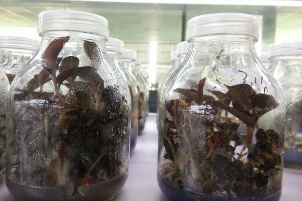 金线莲怎么养殖，浸种4-6小时再播种