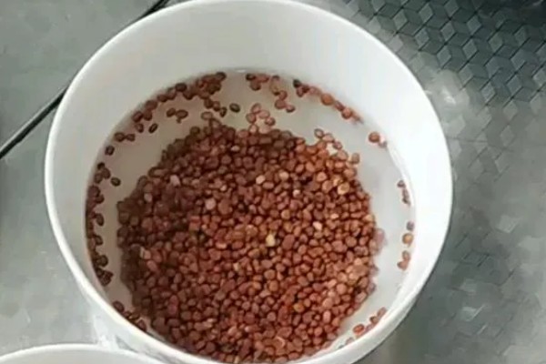 金线莲怎么养殖，浸种4-6小时再播种
