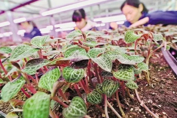 金线莲怎么养殖，浸种4-6小时再播种