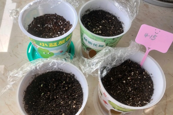 金线莲怎么养殖，浸种4-6小时再播种