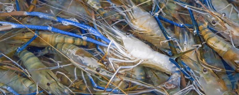 罗氏虾怎么养殖，放养前要培肥水质