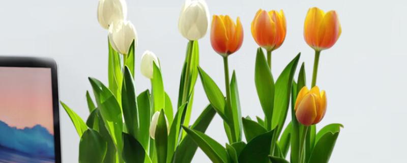 如何水培郁金香种球，在每年十月份左右进行