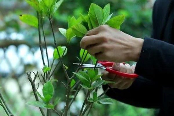 枙子花冬天如何养护，将其放置在向阳通风环境下养