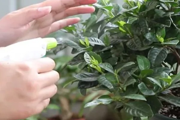 枙子花冬天如何养护，将其放置在向阳通风环境下养