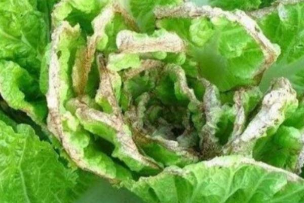 秋季怎么管理大白菜，莲座期要蹲苗