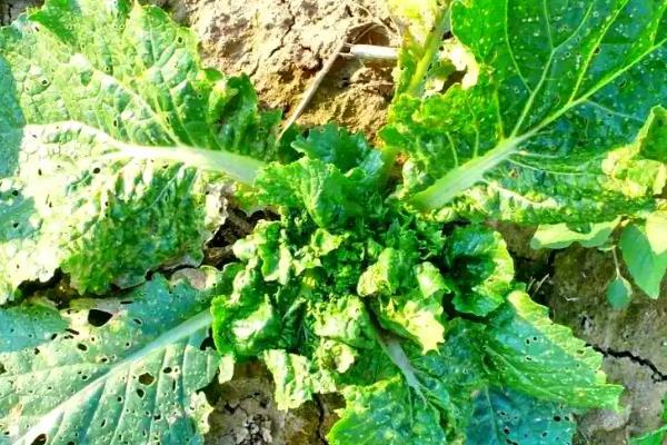 秋季怎么管理大白菜，莲座期要蹲苗