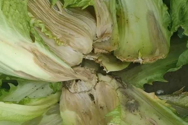 秋季怎么管理大白菜，莲座期要蹲苗