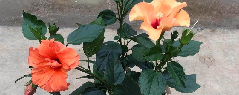 春季怎么养殖扶桑花，每天至少提供6个小时的光照