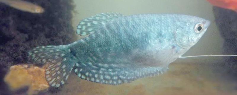 曼龙鱼会咬金鱼吗，曼龙鱼会咬金鱼