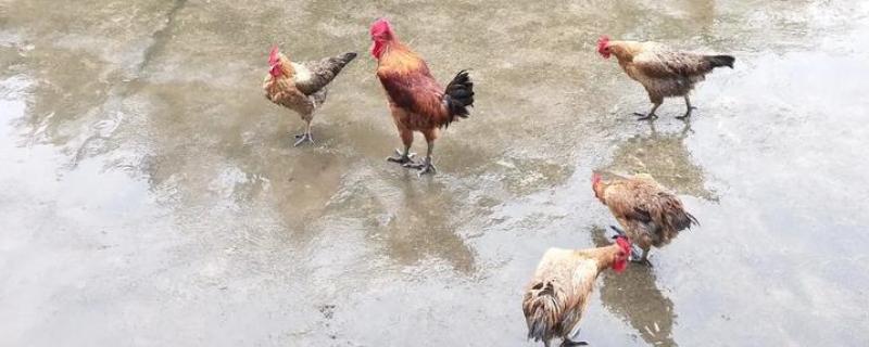 鸡淋了大雨怎么补救，一定要把鸡身上的雨水弄干