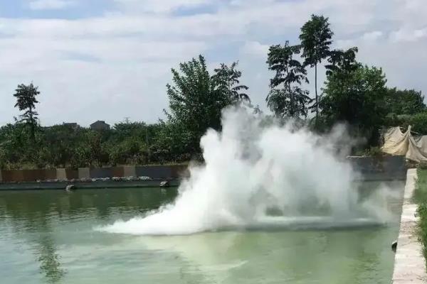 罗氏虾怎么养殖，放养前要培肥水质