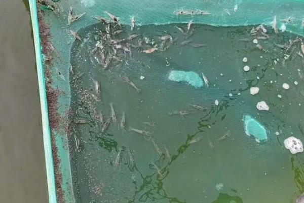 罗氏虾怎么养殖，放养前要培肥水质