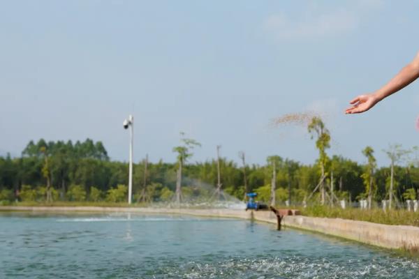 罗氏虾怎么养殖，放养前要培肥水质