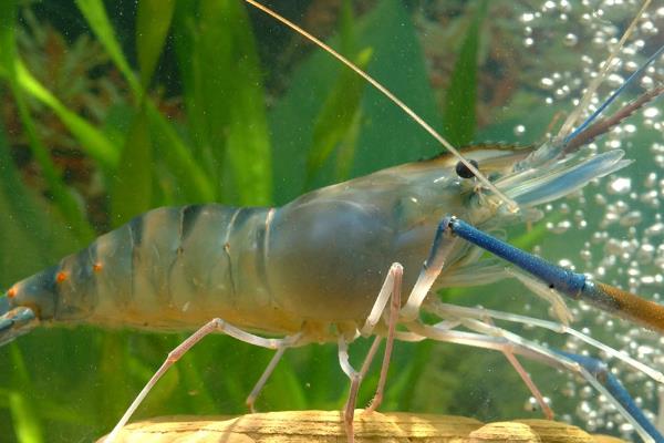 罗氏虾怎么养殖，放养前要培肥水质