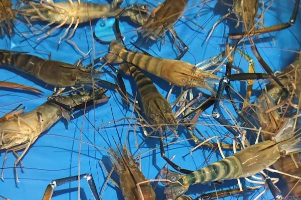 罗氏虾怎么养殖，放养前要培肥水质