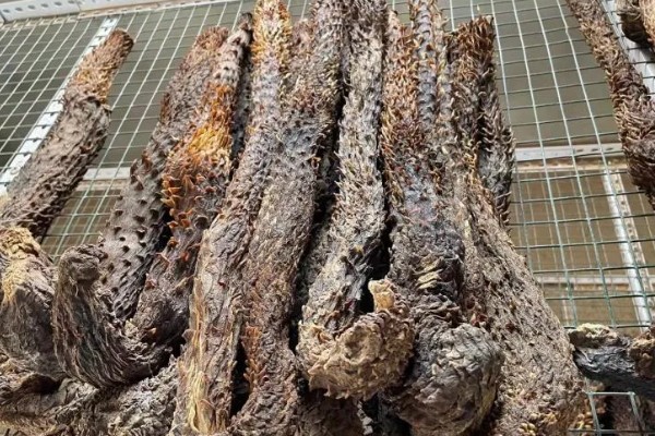 肉苁蓉如何食用，用它泡水或者是泡酒来食用