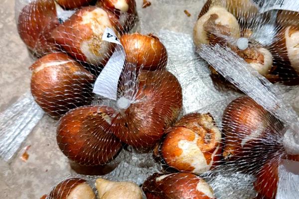 如何水培郁金香种球，在每年十月份左右进行