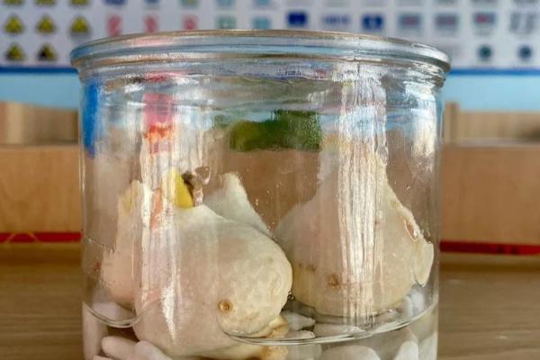 如何水培郁金香种球，在每年十月份左右进行