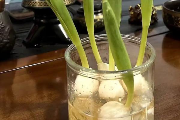 如何水培郁金香种球，在每年十月份左右进行