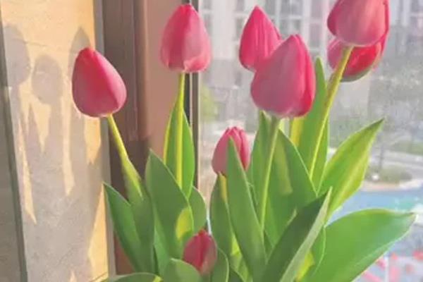 如何水培郁金香种球，在每年十月份左右进行