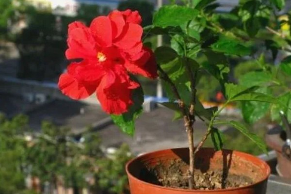 春季怎么养殖扶桑花,每天至少提供6个小时的光照