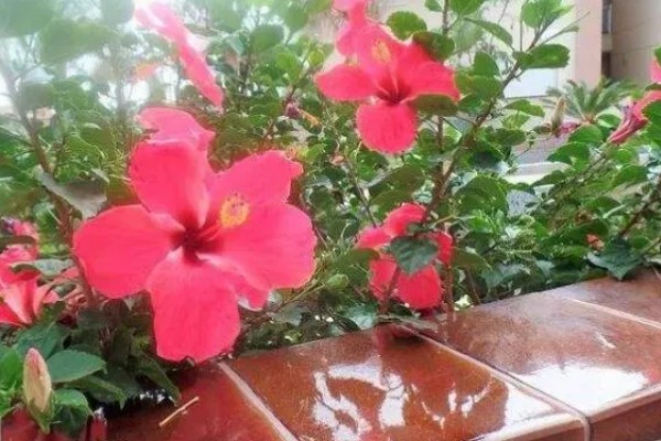春季怎么养殖扶桑花,每天至少提供6个小时的光照