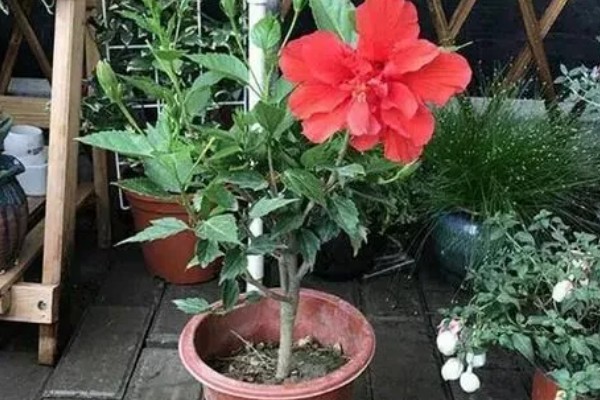 春季怎么养殖扶桑花,每天至少提供6个小时的光照