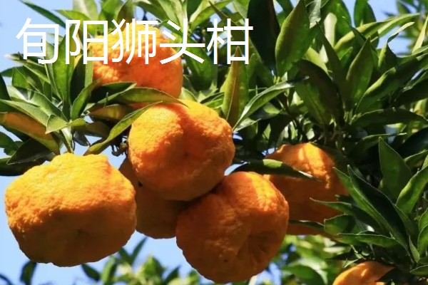 陕西安康的特产,有宁陕板栗、旬阳狮头柑等
