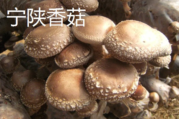 陕西安康的特产,有宁陕板栗、旬阳狮头柑等