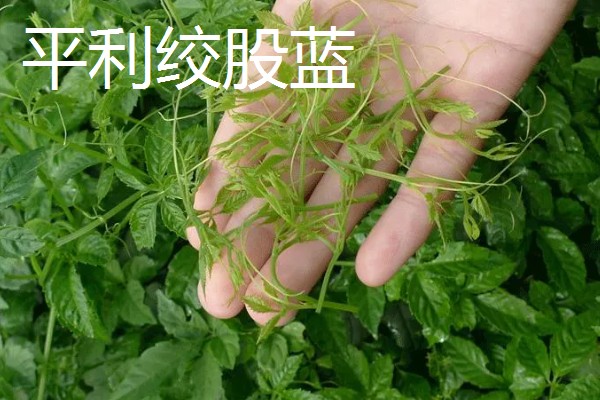 陕西安康的特产,有宁陕板栗、旬阳狮头柑等