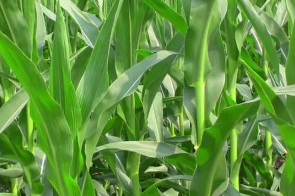 盘玉7号玉米种子简介，中抗茎腐病